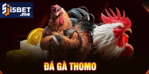 Đá Gà Thomo – Trường Gà Hợp Pháp Hấp Dẫn Bậc Nhất