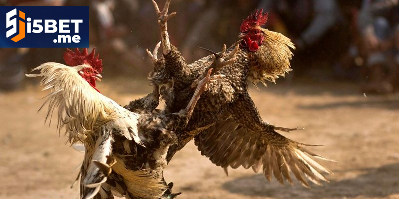 Người chơi theo dõi sát sao các trận Đá Gà Thomo