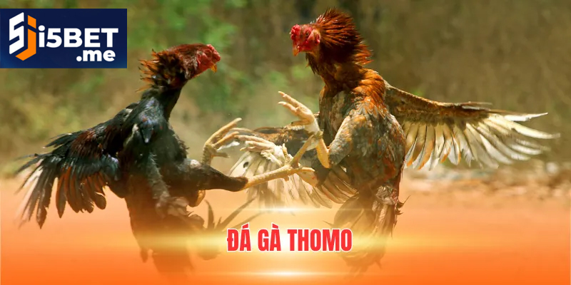 Đá Gà Thomo mang trải nghiệm kịch tính và hồi hộp
